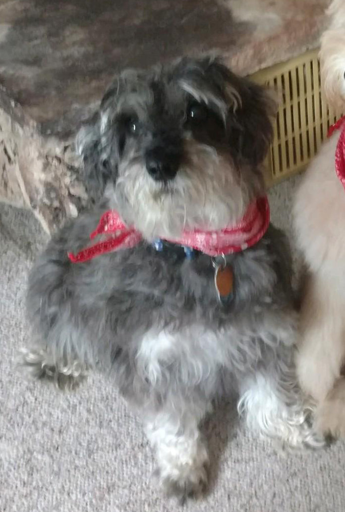 Dog or Cat with Wings and Halo Memorial Ornament