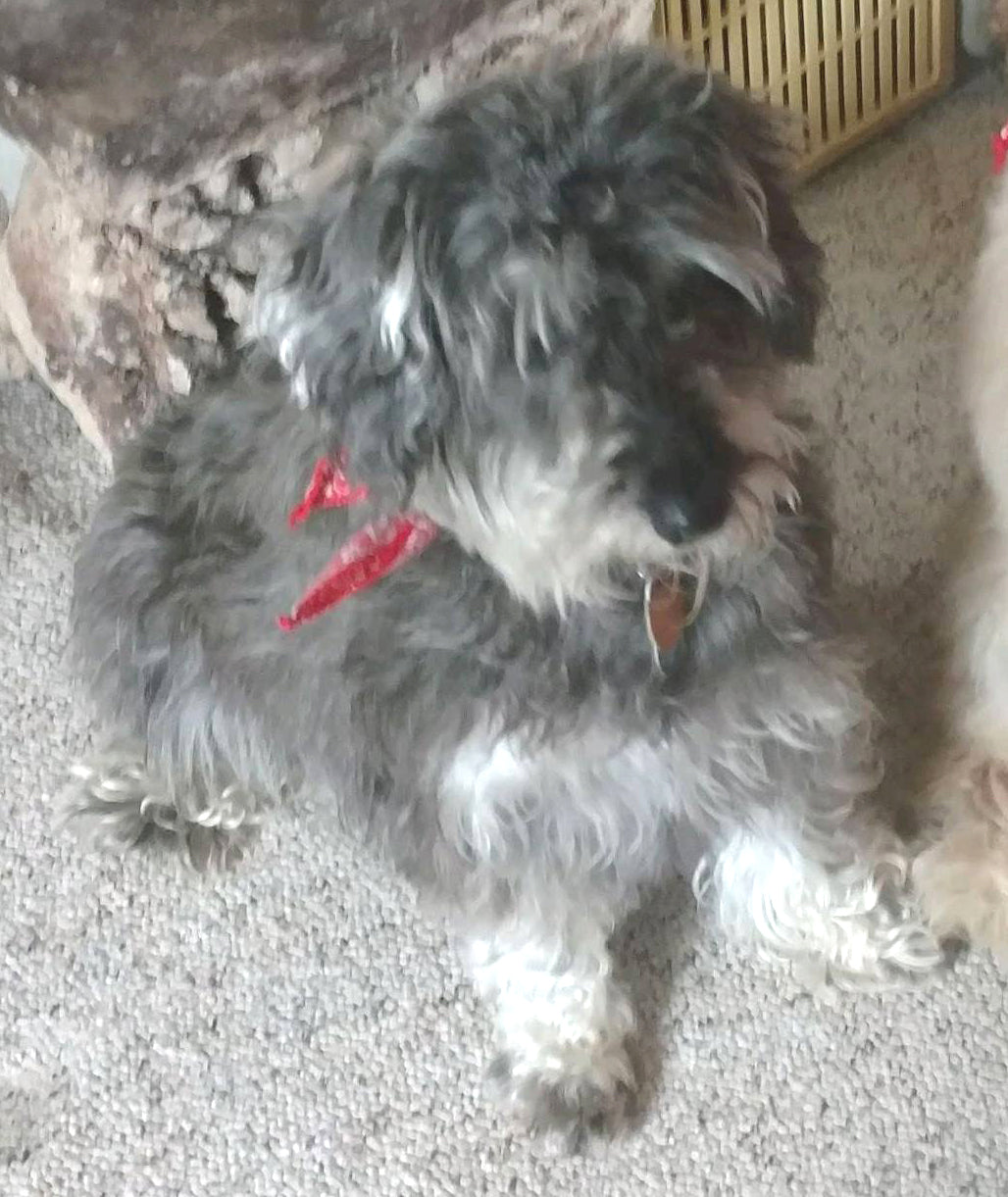 Dog or Cat with Wings and Halo Memorial Ornament