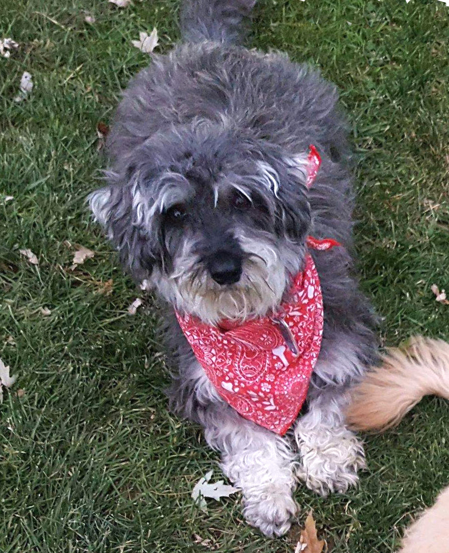 Dog or Cat with Wings and Halo Memorial Ornament