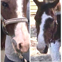 Custom Horse from Photo Handmade Polymer Clay